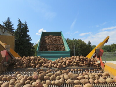 Lički krumpir Lički krumpir