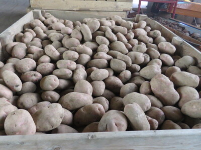 Lički krumpir Lički krumpir