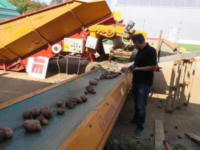 Lički krumpir Lički krumpir