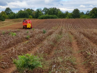 Lički krumpir, tvrtka Agrovelebit