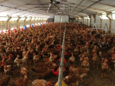 Lideri francuske proizvodnje premium piletine