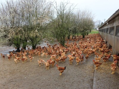 Lideri francuske proizvodnje premium piletine