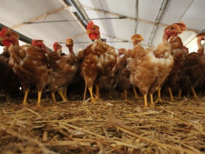 Lideri francuske proizvodnje premium piletine