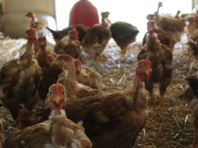 Lideri francuske proizvodnje premium piletine