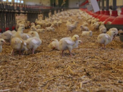 Lideri francuske proizvodnje premium piletine