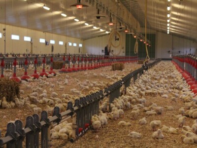 Lideri francuske proizvodnje premium piletine