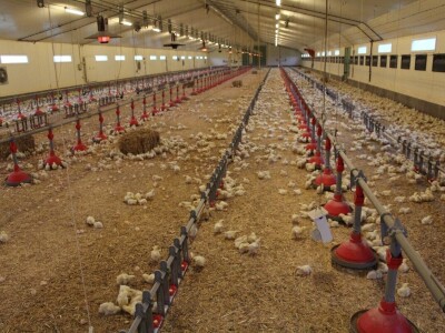 Lideri francuske proizvodnje premium piletine