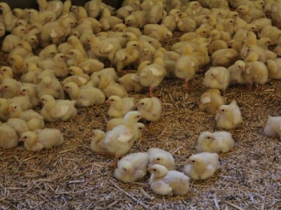 Lideri francuske proizvodnje premium piletine