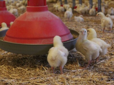 Lideri francuske proizvodnje premium piletine