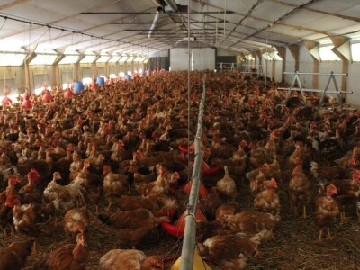 Lideri francuske proizvodnje premium piletine