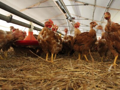 Lideri francuske proizvodnje premium piletine