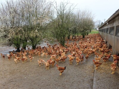 Lideri francuske proizvodnje premium piletine