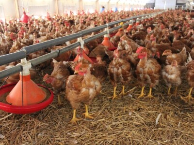 Lideri francuske proizvodnje premium piletine