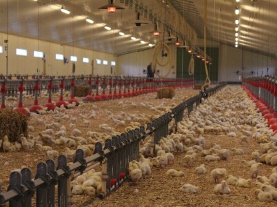 Lideri francuske proizvodnje premium piletine