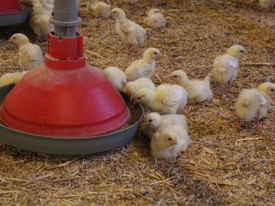 Lideri francuske proizvodnje premium piletine