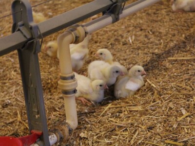 Lideri francuske proizvodnje premium piletine