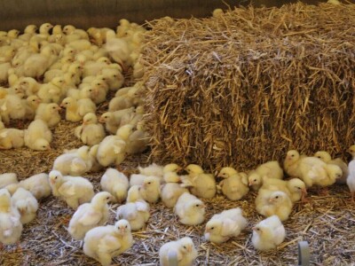 Lideri francuske proizvodnje premium piletine