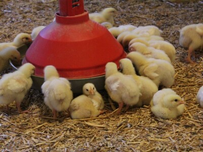 Lideri francuske proizvodnje premium piletine