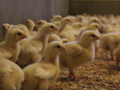 Lideri francuske proizvodnje premium piletine