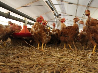 Lideri francuske proizvodnje premium piletine