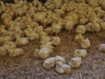 Lideri francuske proizvodnje premium piletine