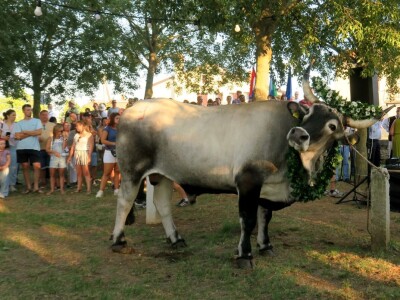 Smotra istarskih volova