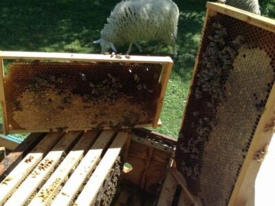 Lijepo je biti sam svoj gazda Lijepo je biti sam svoj gazda