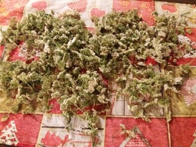 Lika - OPG Željko Pavelić