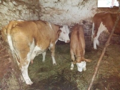 Lika - OPG Željko Pavelić