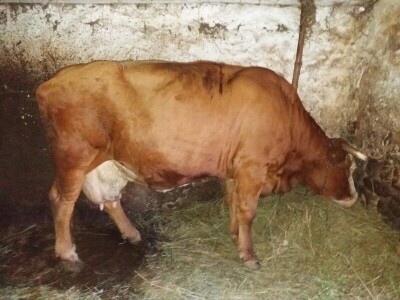 Lika - OPG Željko Pavelić