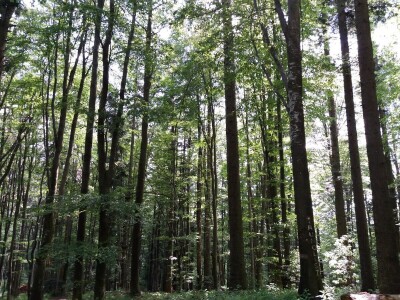 Lika - OPG Željko Pavelić