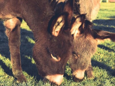 OPG INFINITY OPG INFINITY