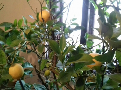 Limunima smeta dim cigareta