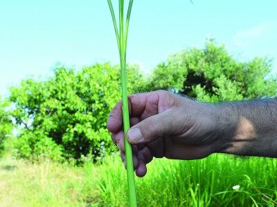 IENA 2018 - Odličja i iz Nürnberga: Iva i Božo Grginović osvojili četiri medalje za sokove od limunske trave!