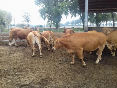 Limousin Italija