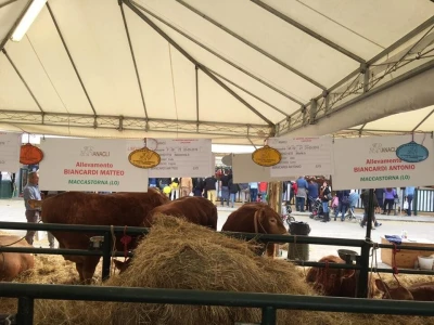 Limousin Italija