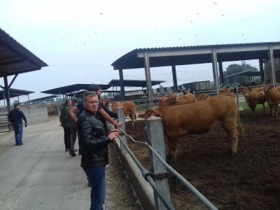 Limousin Italija