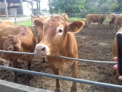 Limousin Italija