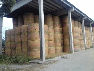 Limousin Italija