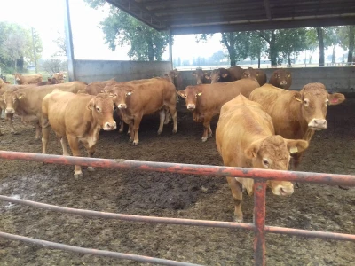 Limousin Italija