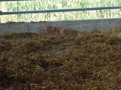 Limousin Italija