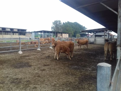 Limousin Italija