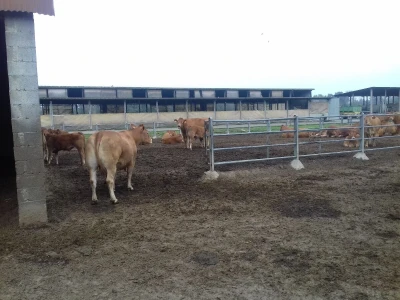 Limousin Italija