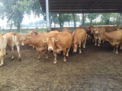 Limousin Italija