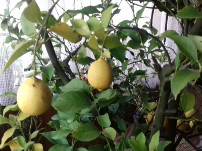 Ima pet stabala limuna