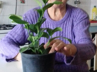 Rodbini rado poklanja rasad