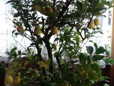 Najveće stablo već jedva stane u sobu