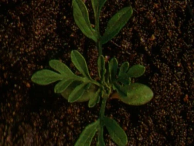 Limundžik - Ambrosia artemisifolia