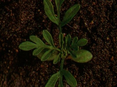 Limundžik - Ambrosia artemisifolia