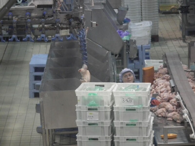 Pakovanje celih pilica